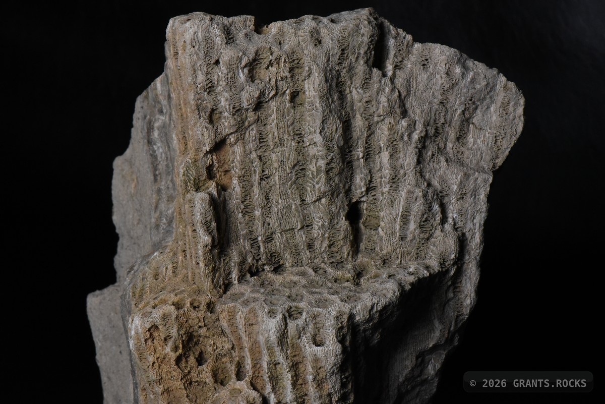 Hexagonaria percarinata. specimen