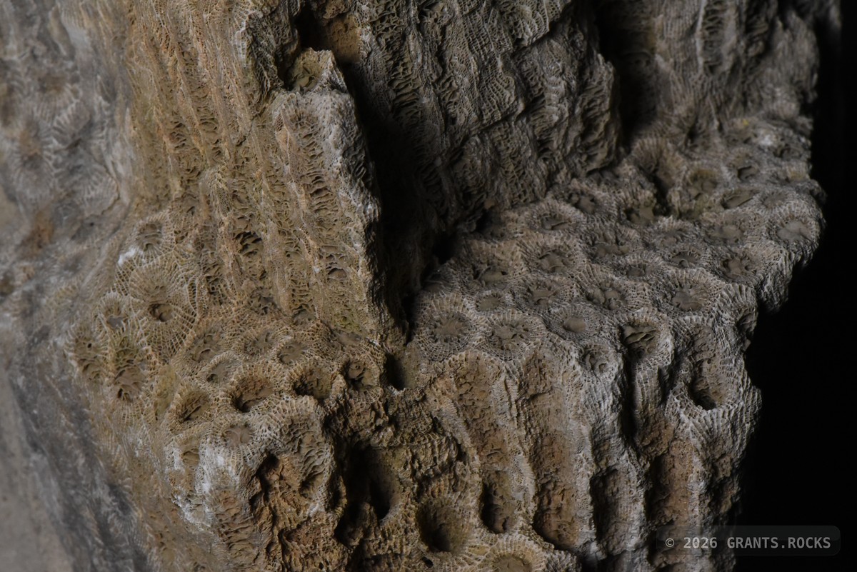 Hexagonaria percarinata. specimen