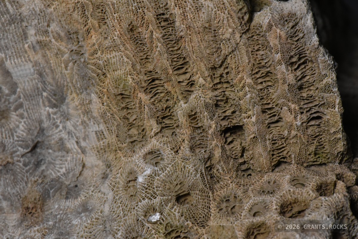 Hexagonaria percarinata. specimen