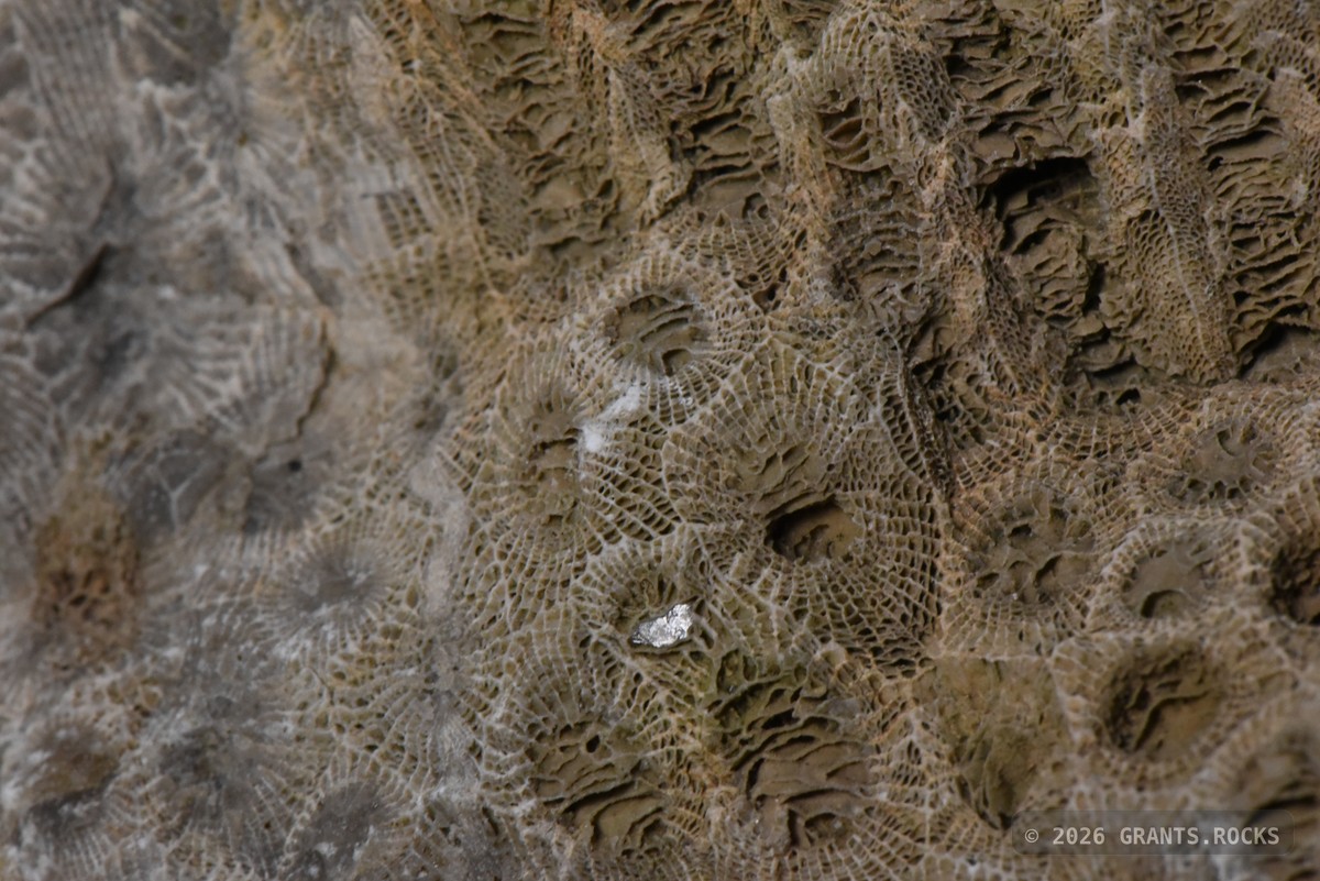 Hexagonaria percarinata. specimen