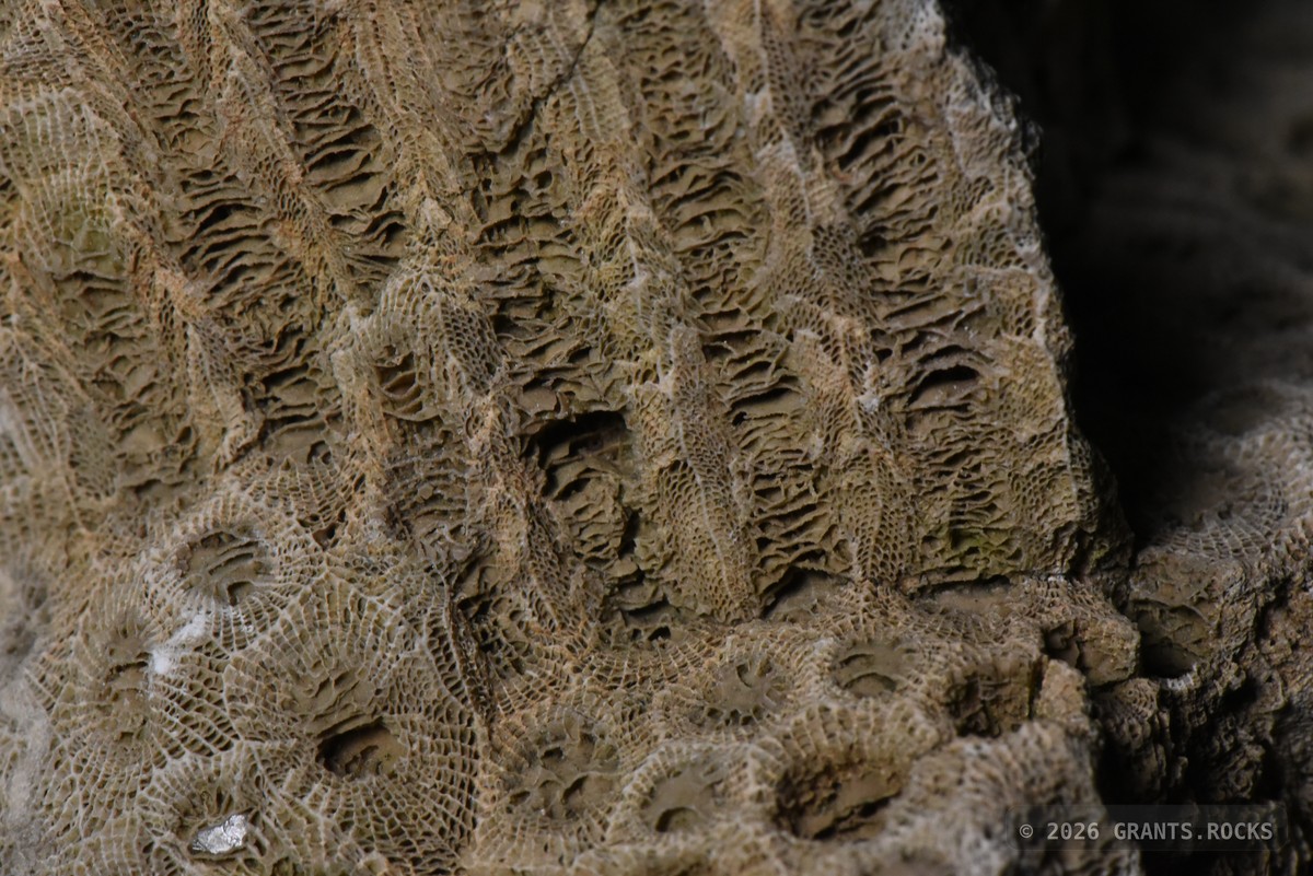 Hexagonaria percarinata. specimen