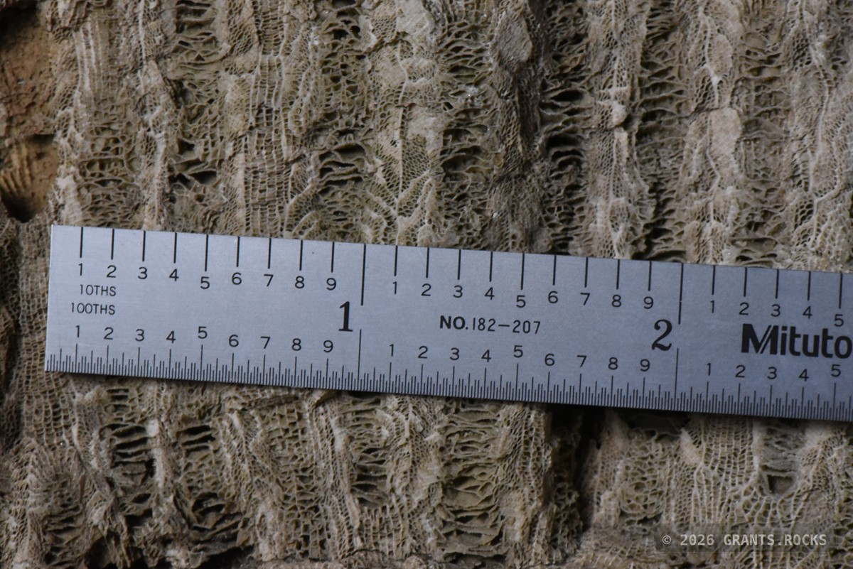 Hexagonaria percarinata. specimen