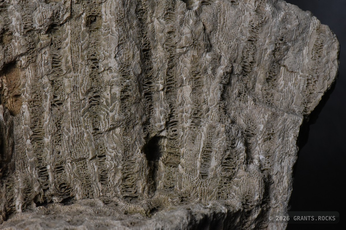 Hexagonaria percarinata. specimen