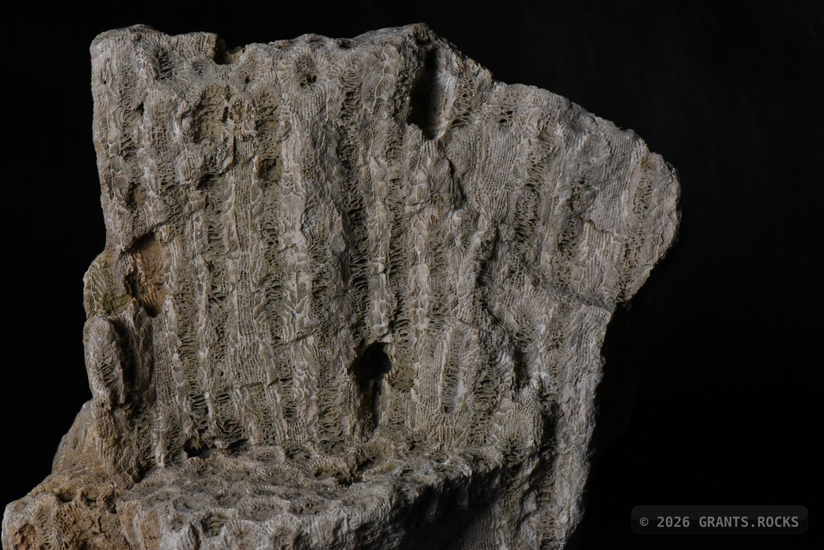 Hexagonaria percarinata. specimen