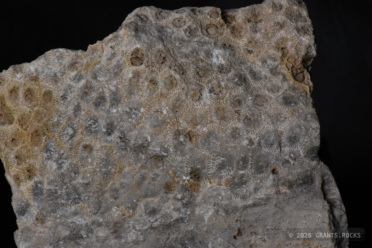 Hexagonaria percarinata. specimen