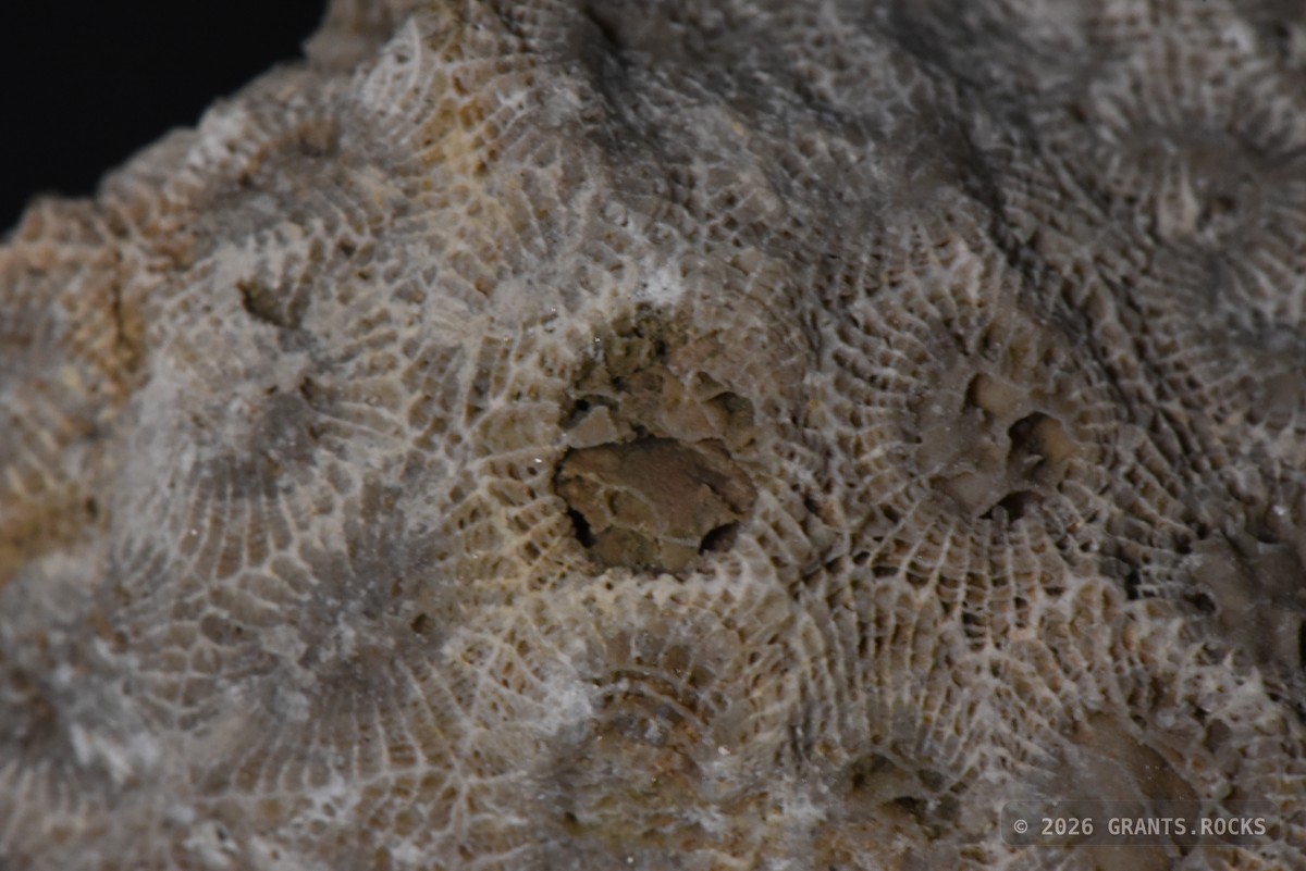 Hexagonaria percarinata. specimen