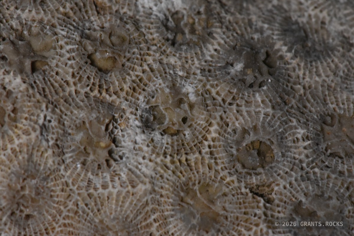Hexagonaria percarinata. specimen