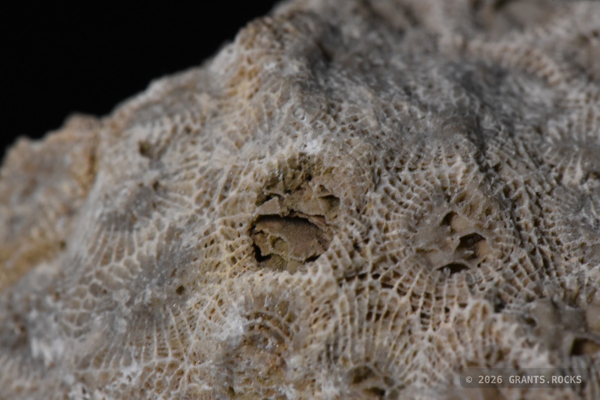 Hexagonaria percarinata. specimen