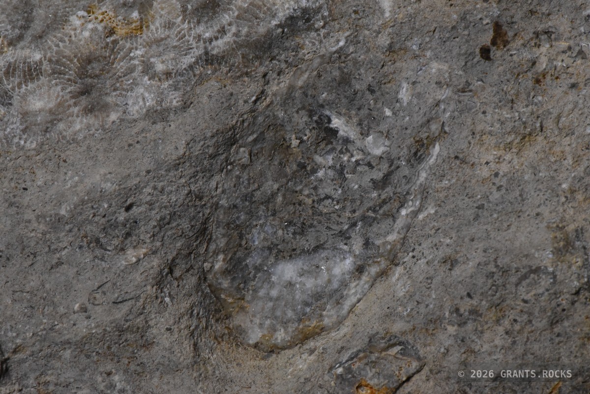 Hexagonaria percarinata. specimen