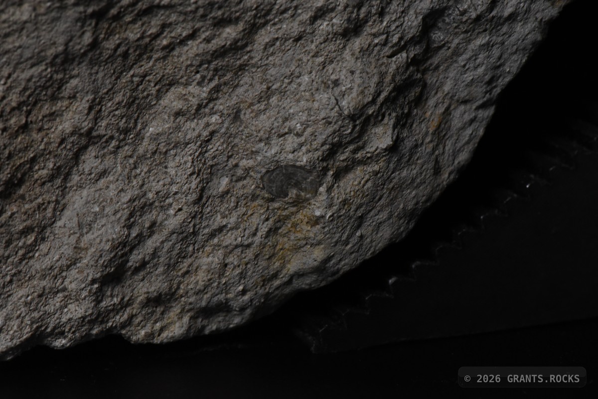 Hexagonaria percarinata. specimen