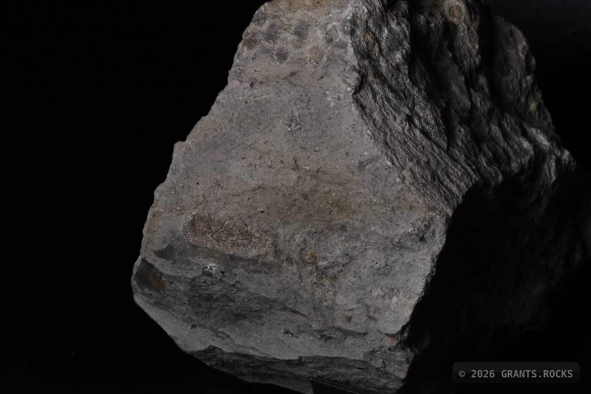 Hexagonaria percarinata. specimen