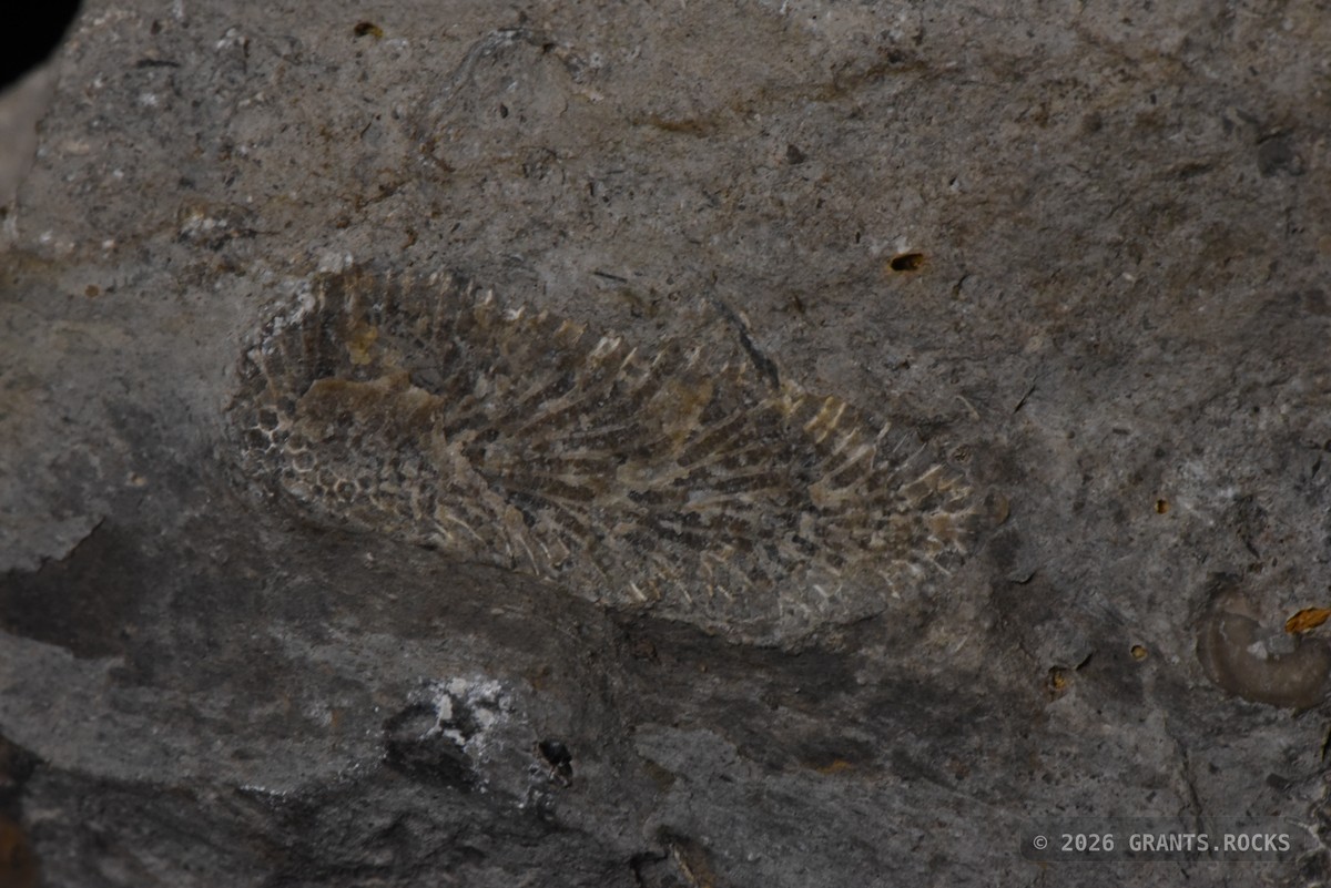 Hexagonaria percarinata. specimen