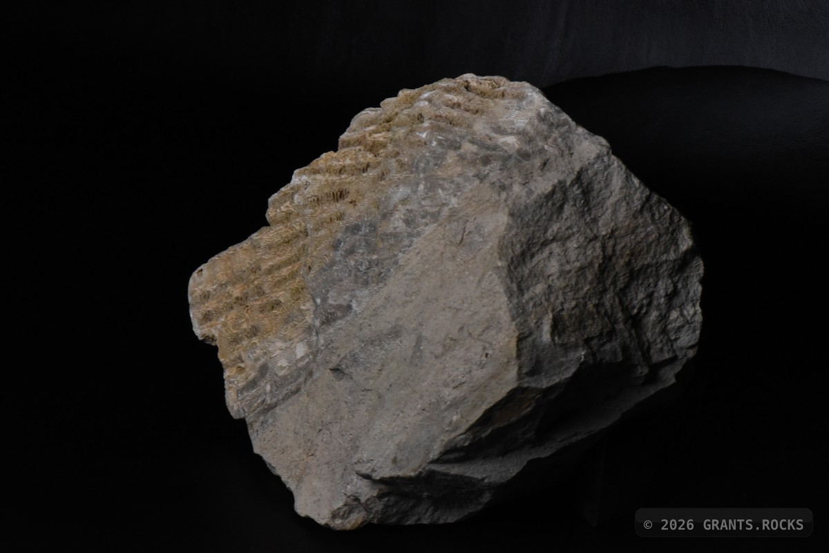 Hexagonaria percarinata. specimen