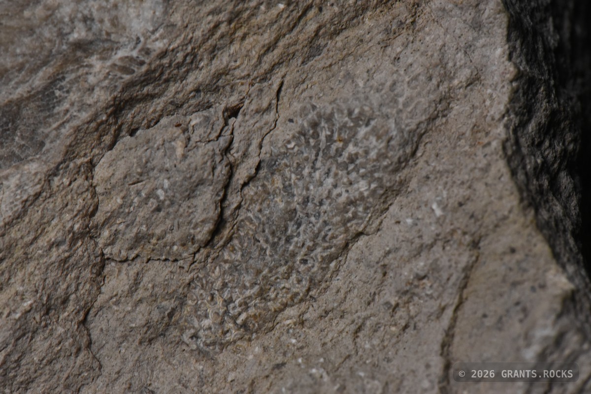 Hexagonaria percarinata. specimen
