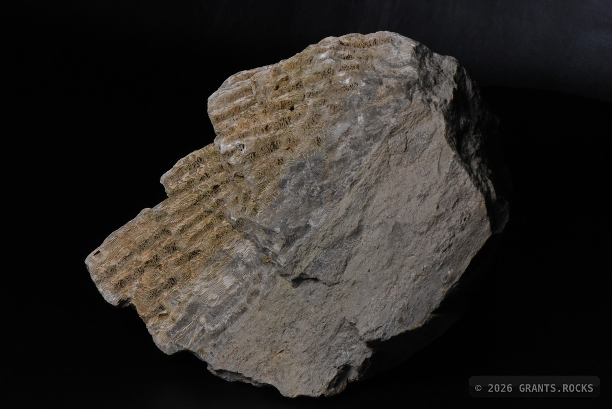 Hexagonaria percarinata. specimen