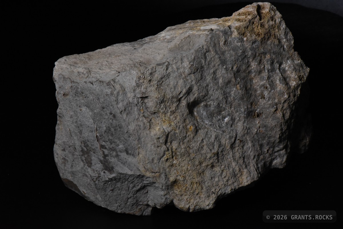 Hexagonaria percarinata. specimen
