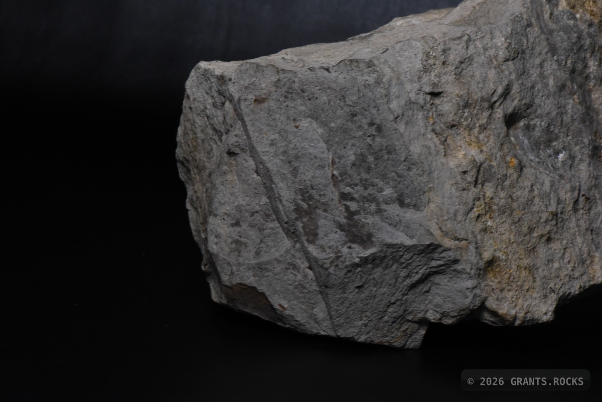 Hexagonaria percarinata. specimen