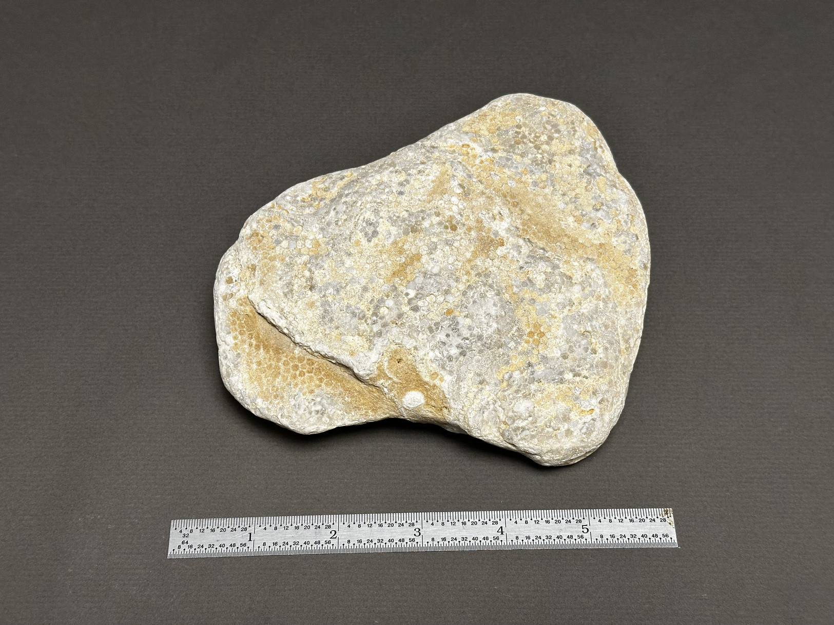 Favosites sp. specimen