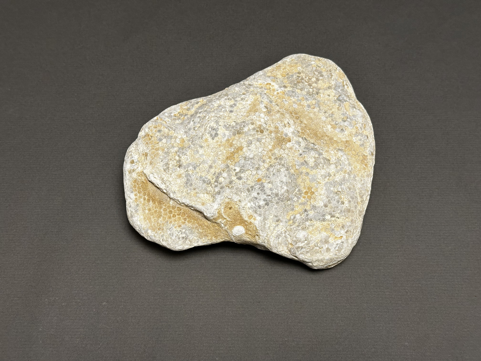 Favosites sp. specimen