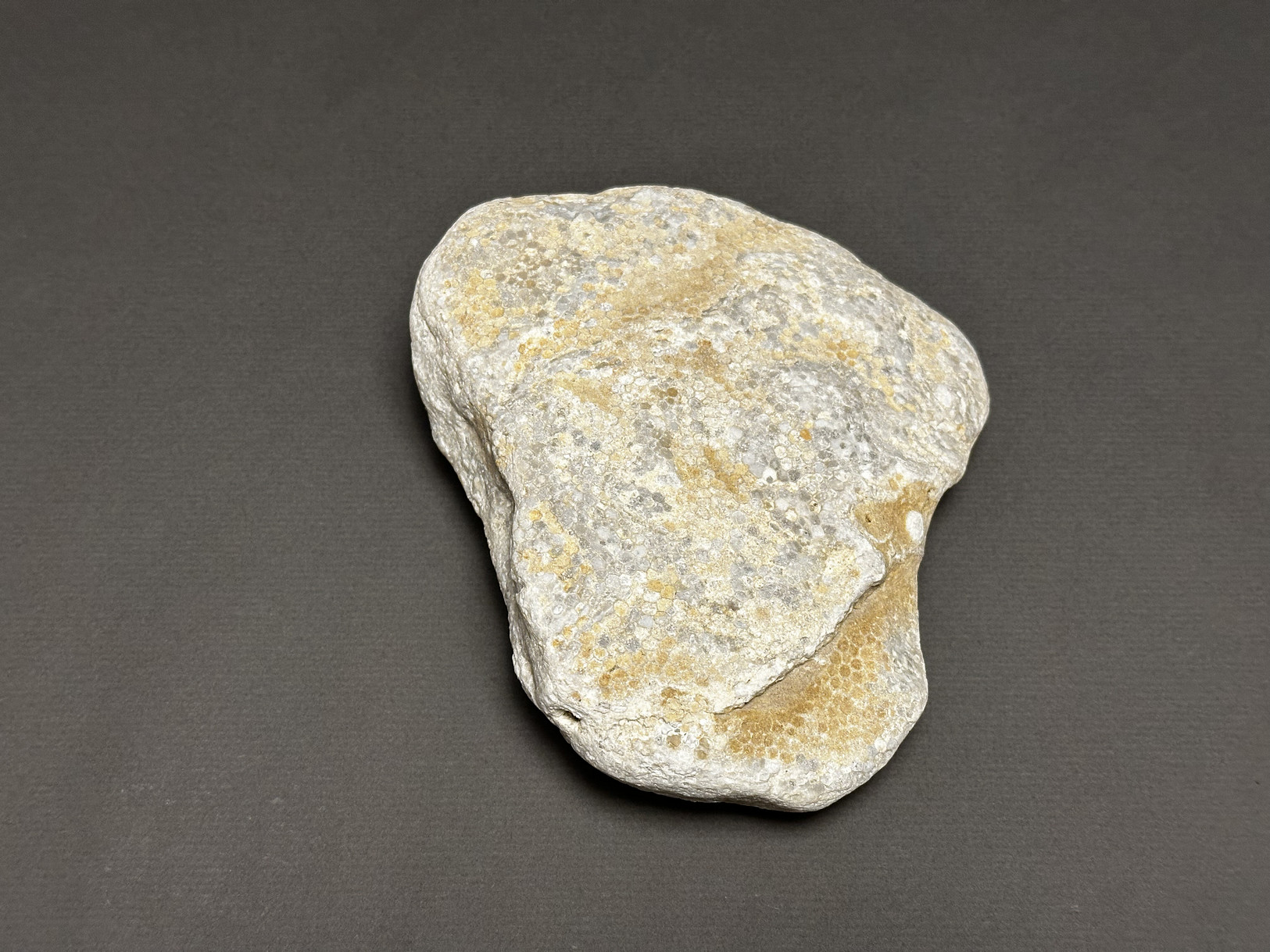 Favosites sp. specimen