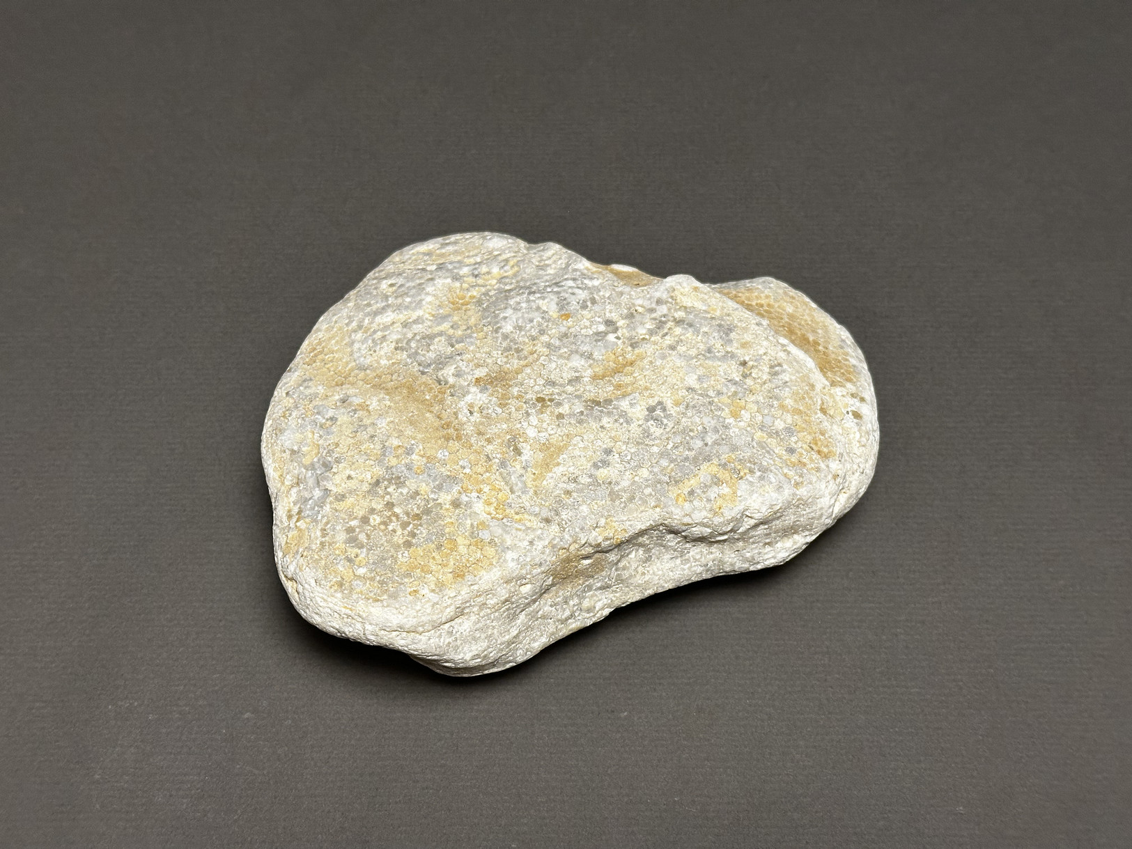 Favosites sp. specimen