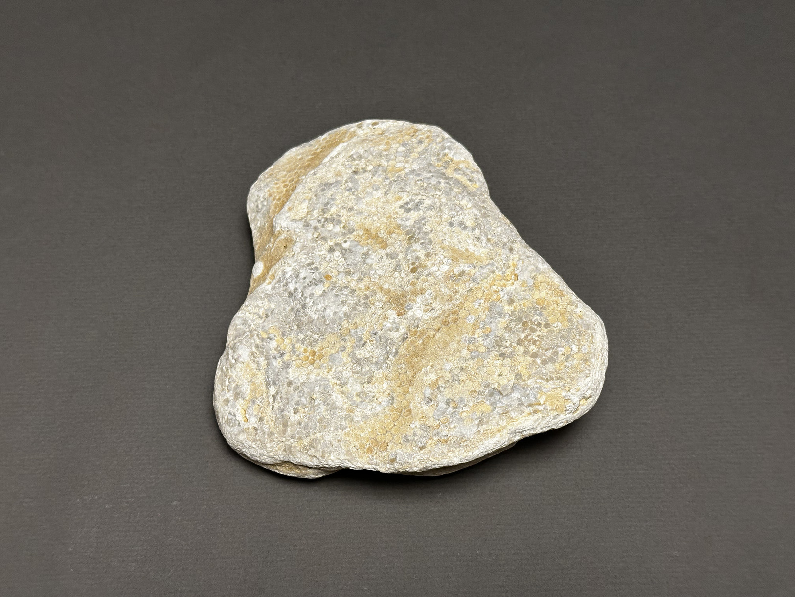 Favosites sp. specimen