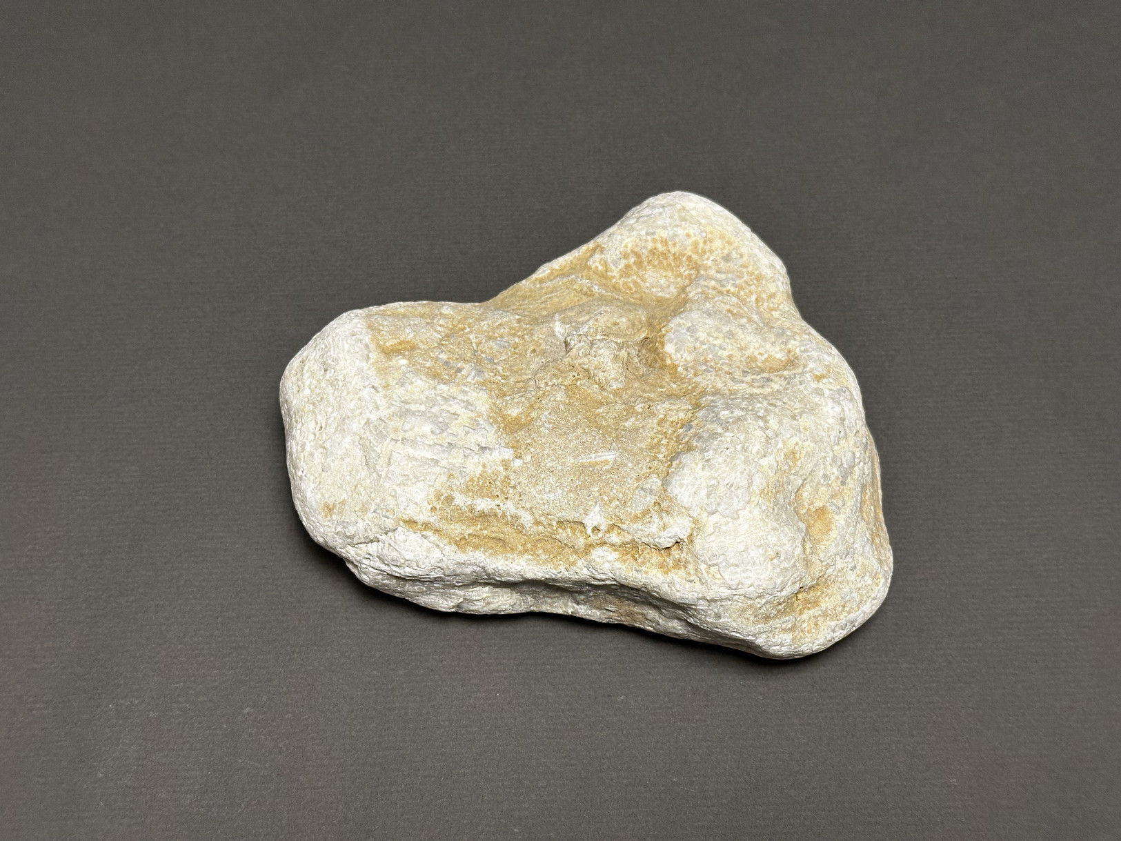 Favosites sp. specimen