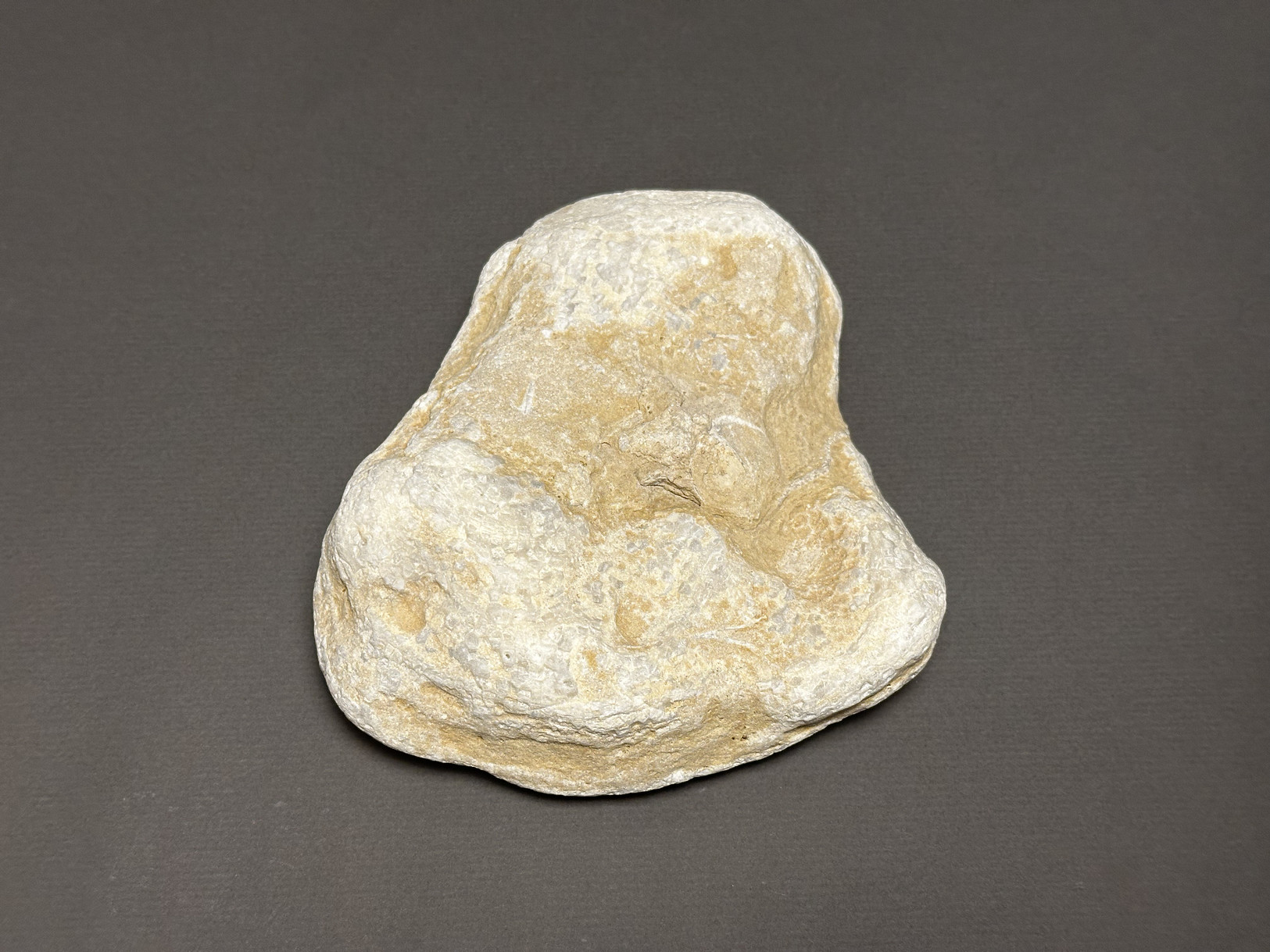 Favosites sp. specimen