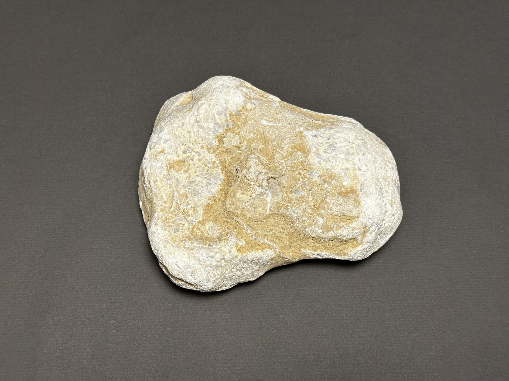 Favosites sp. specimen