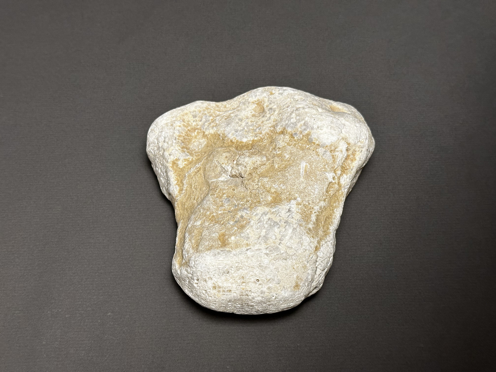 Favosites sp. specimen