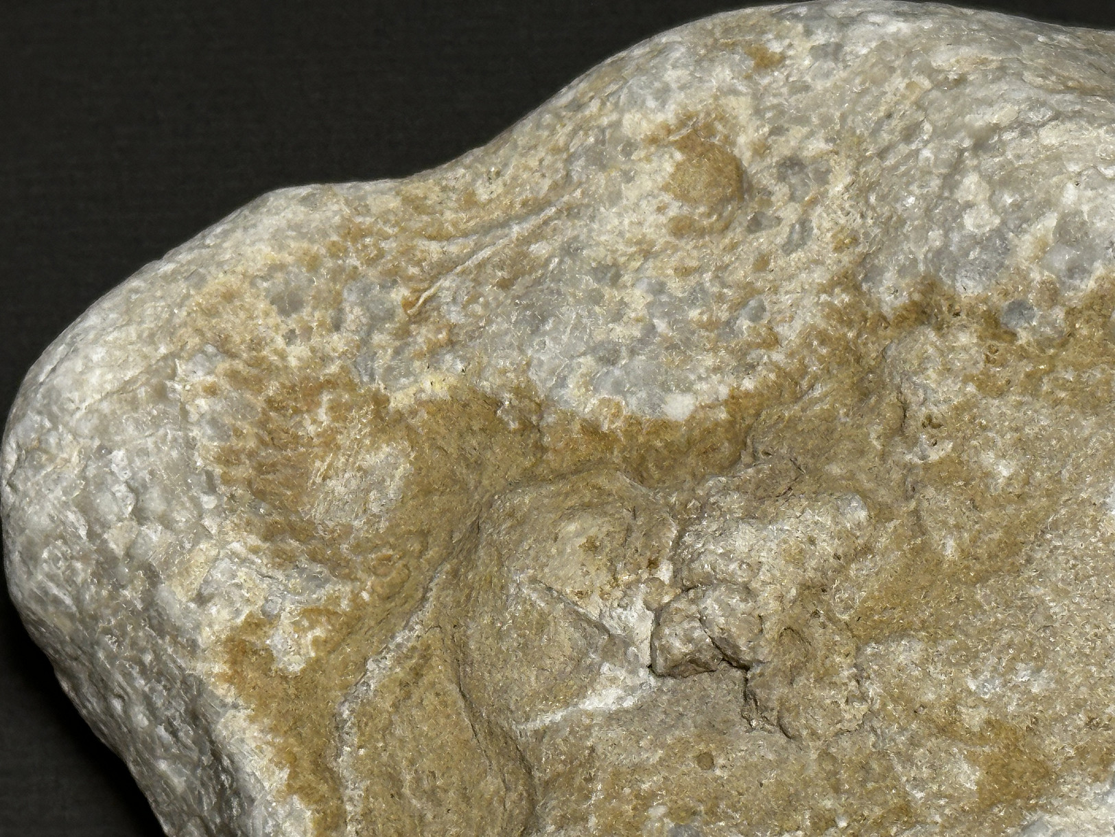 Favosites sp. specimen
