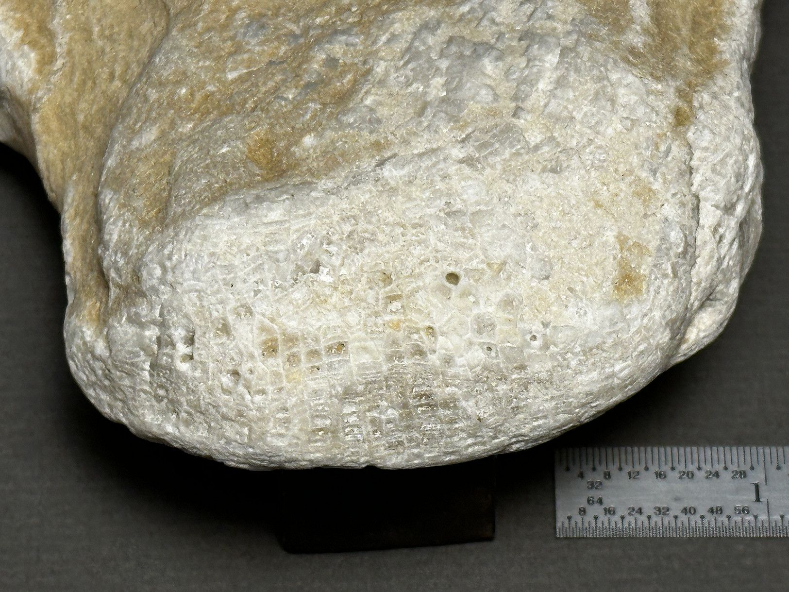 Favosites sp. specimen