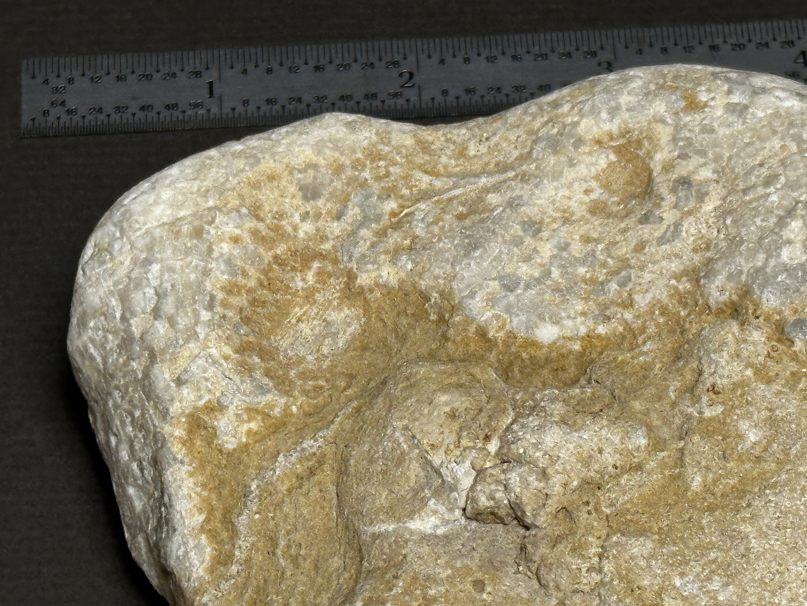 Favosites sp. specimen