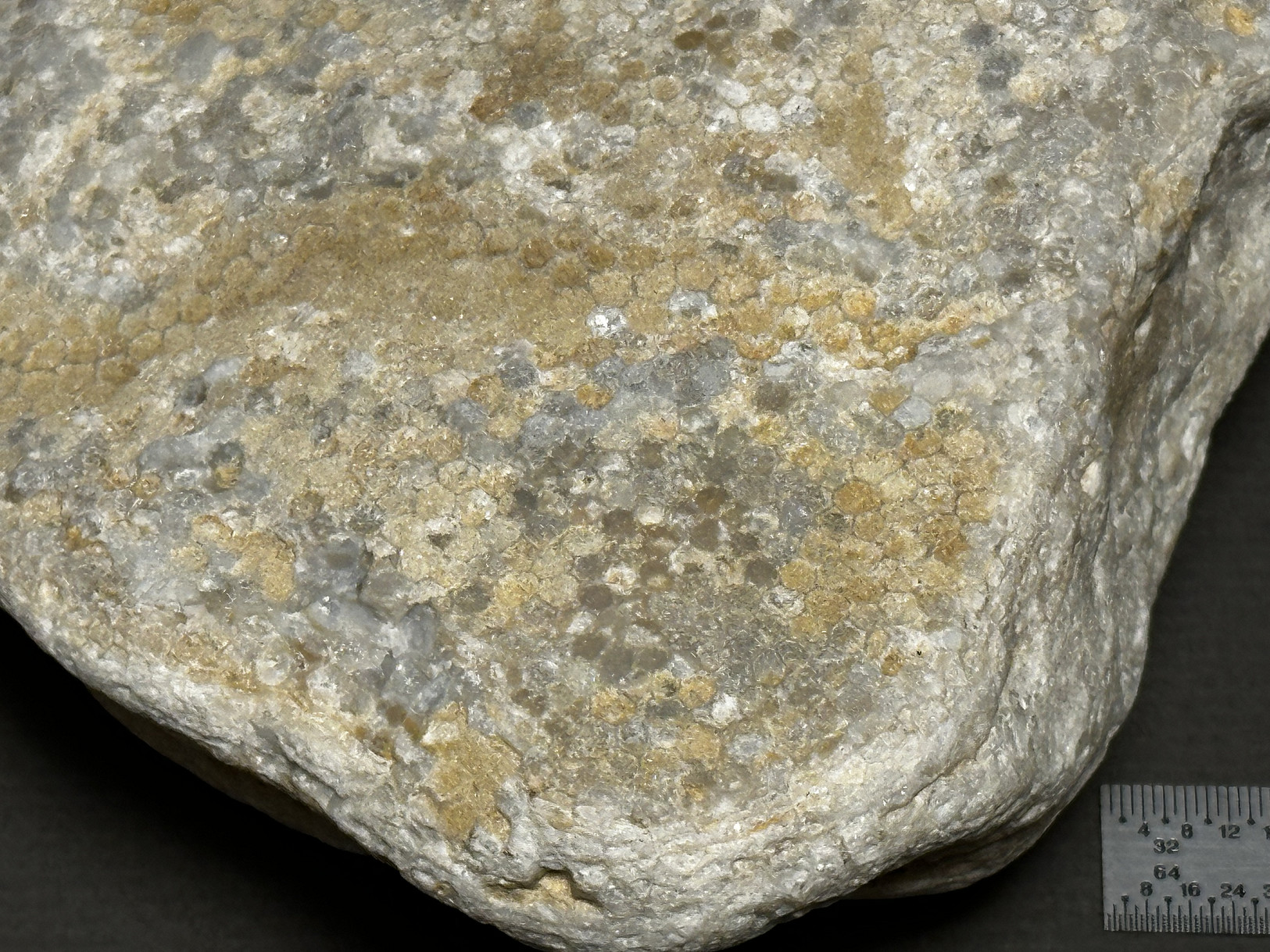 Favosites sp. specimen