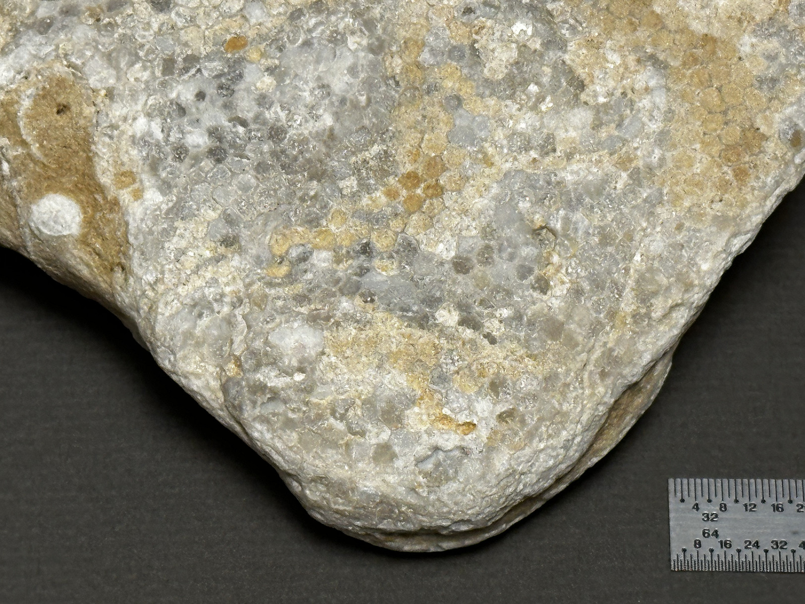 Favosites sp. specimen
