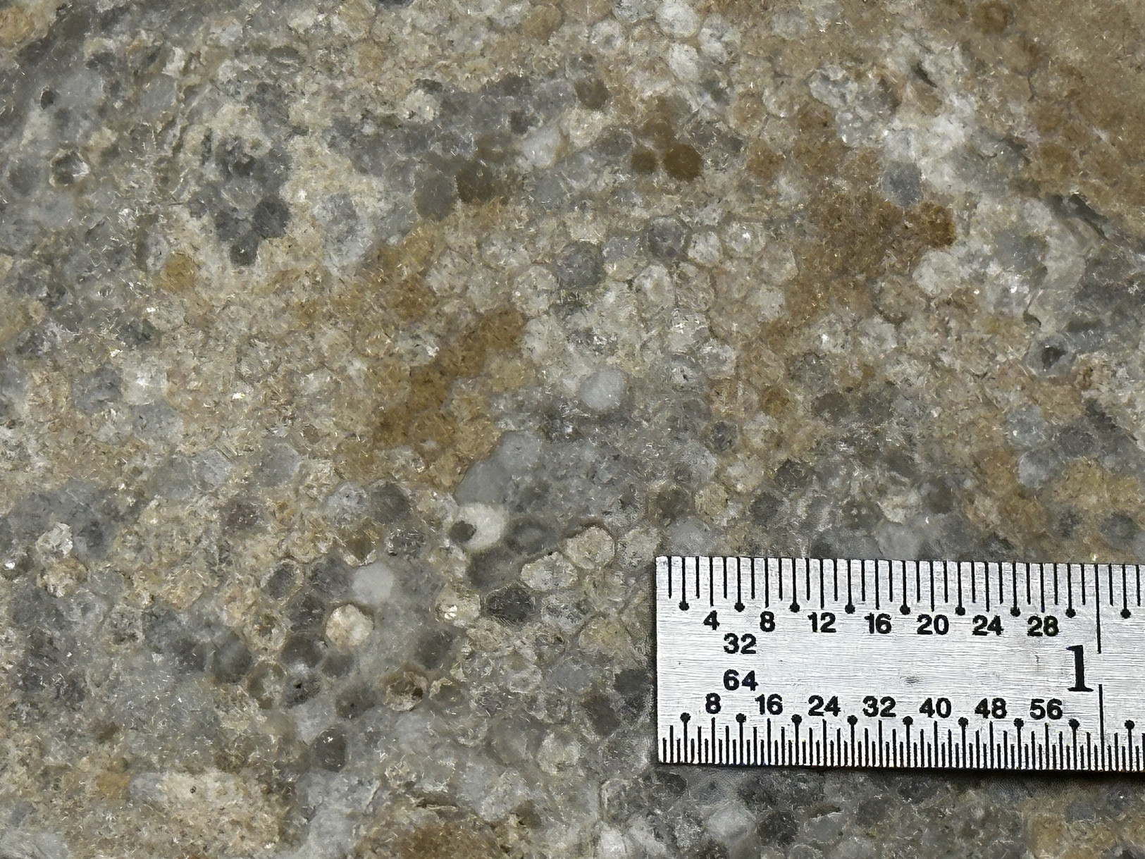 Favosites sp. specimen