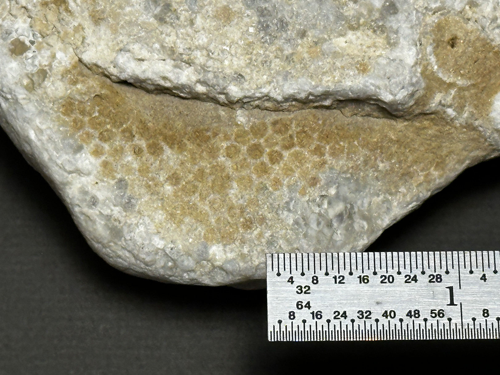 Favosites sp. specimen