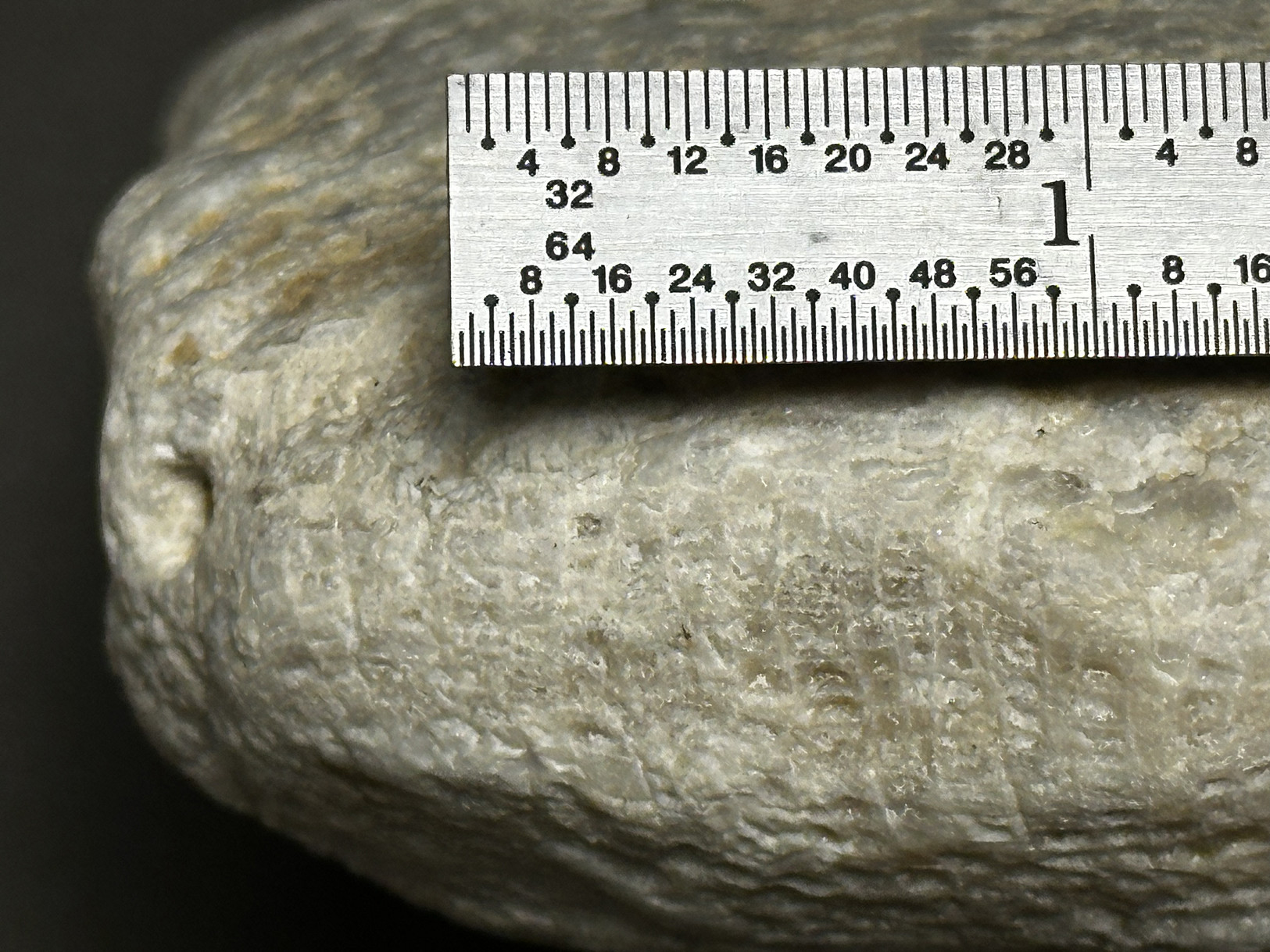 Favosites sp. specimen
