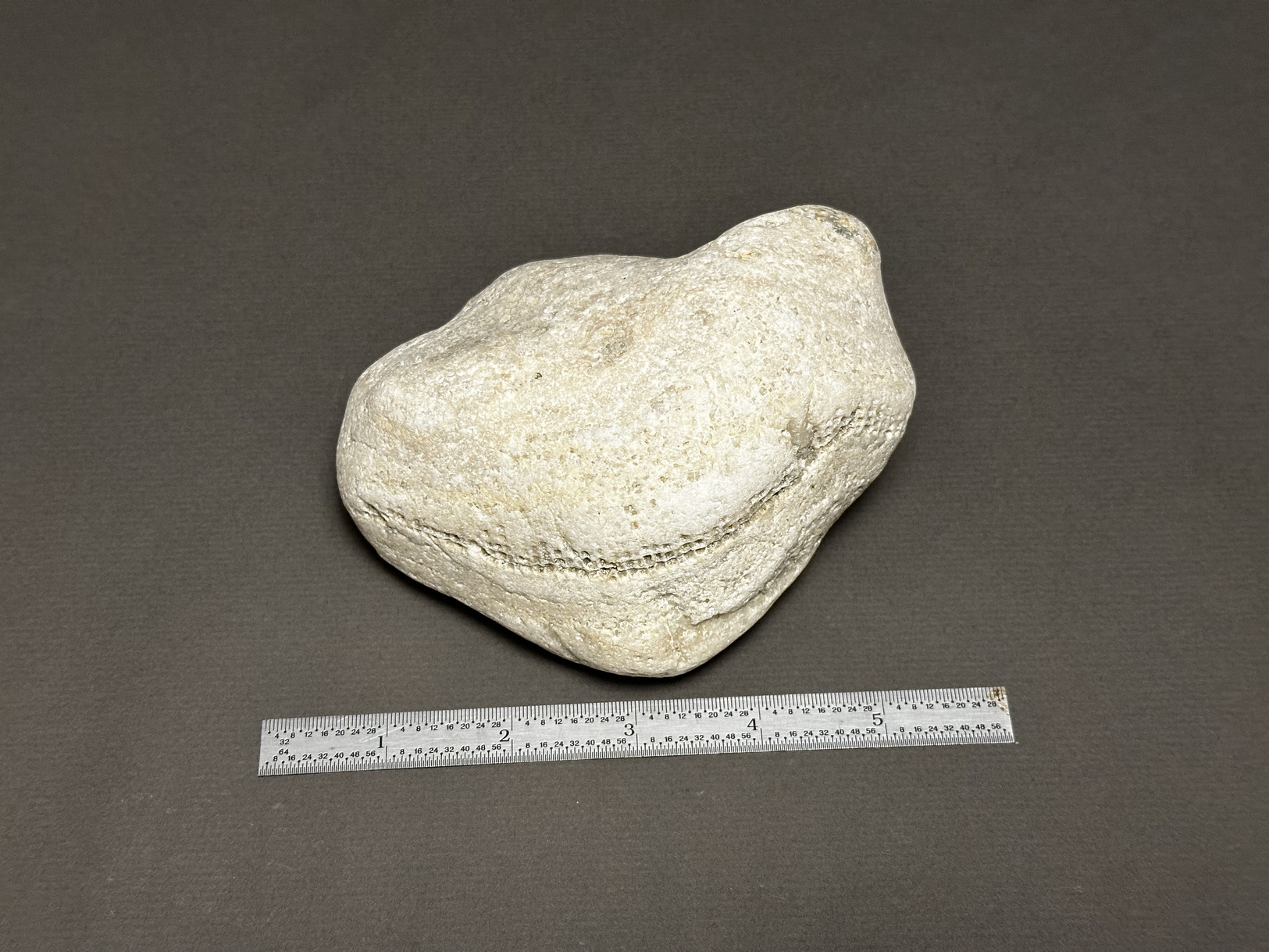 Favosites sp. specimen
