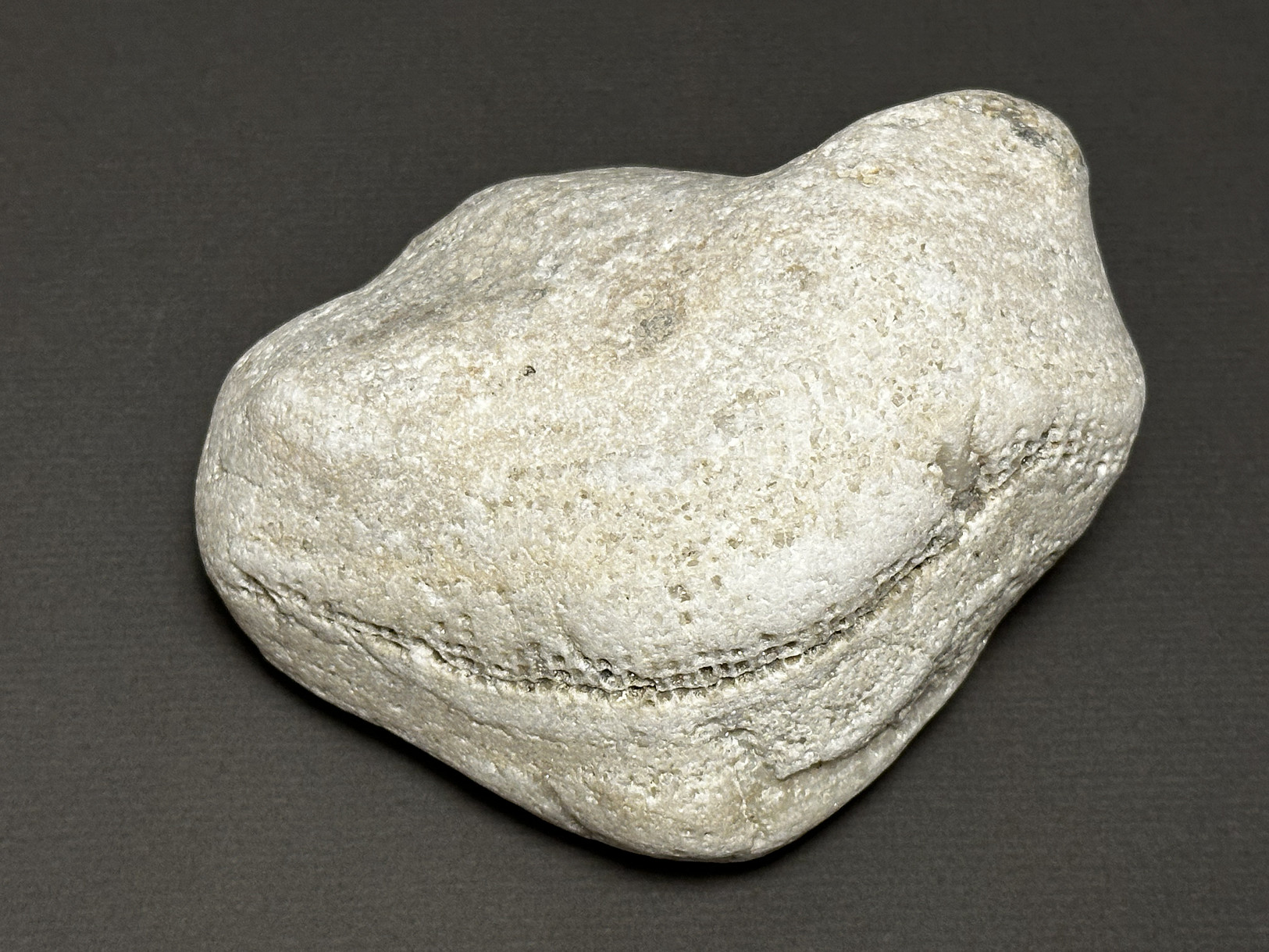 Favosites sp. specimen