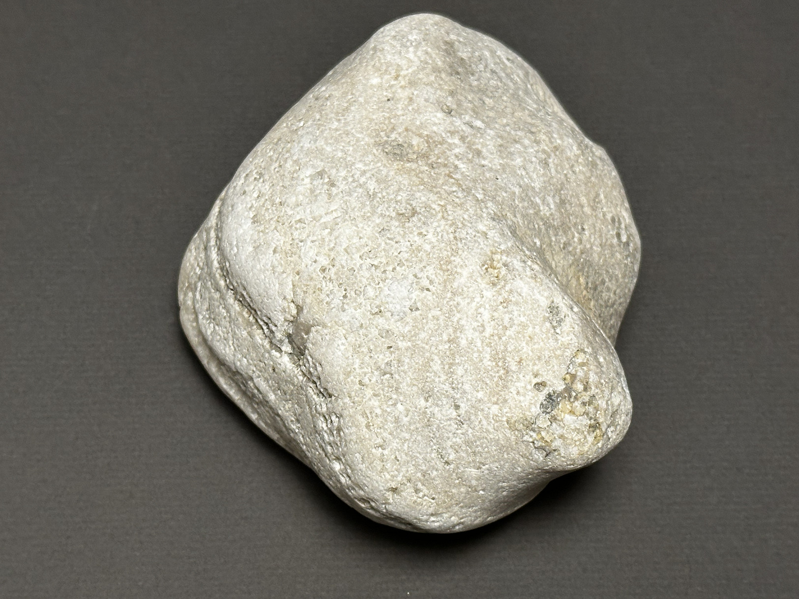 Favosites sp. specimen