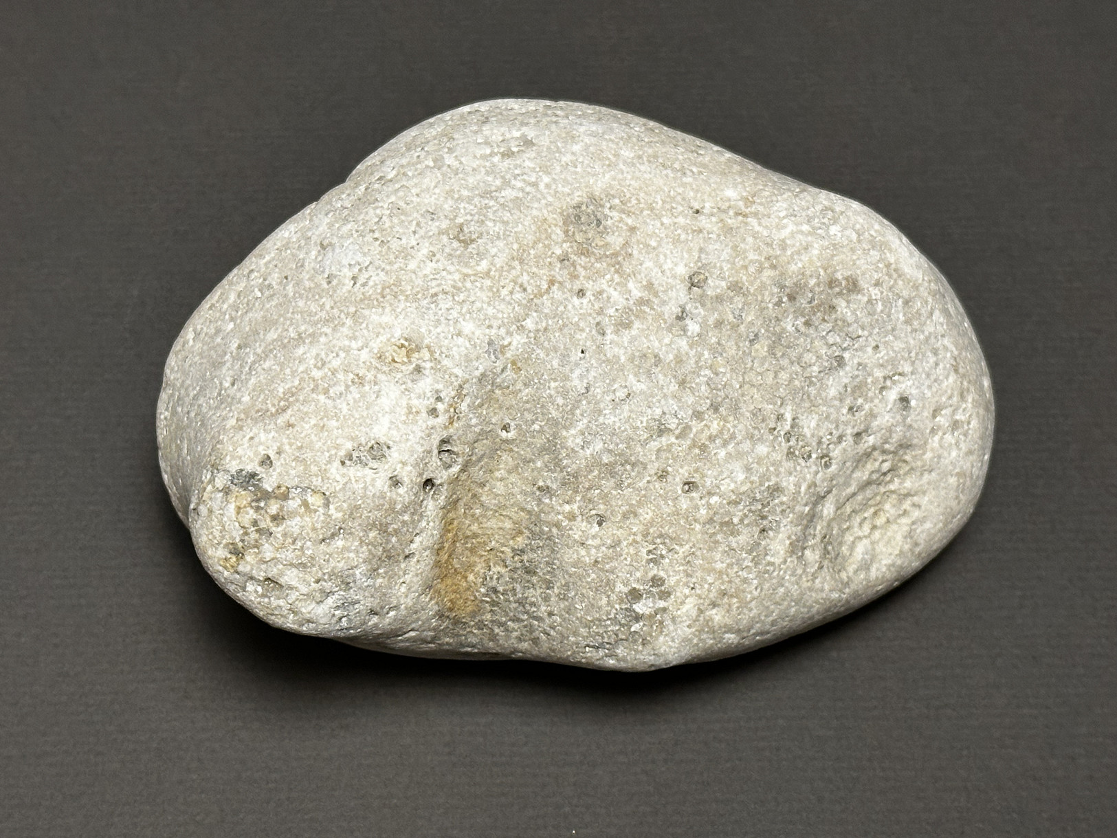 Favosites sp. specimen