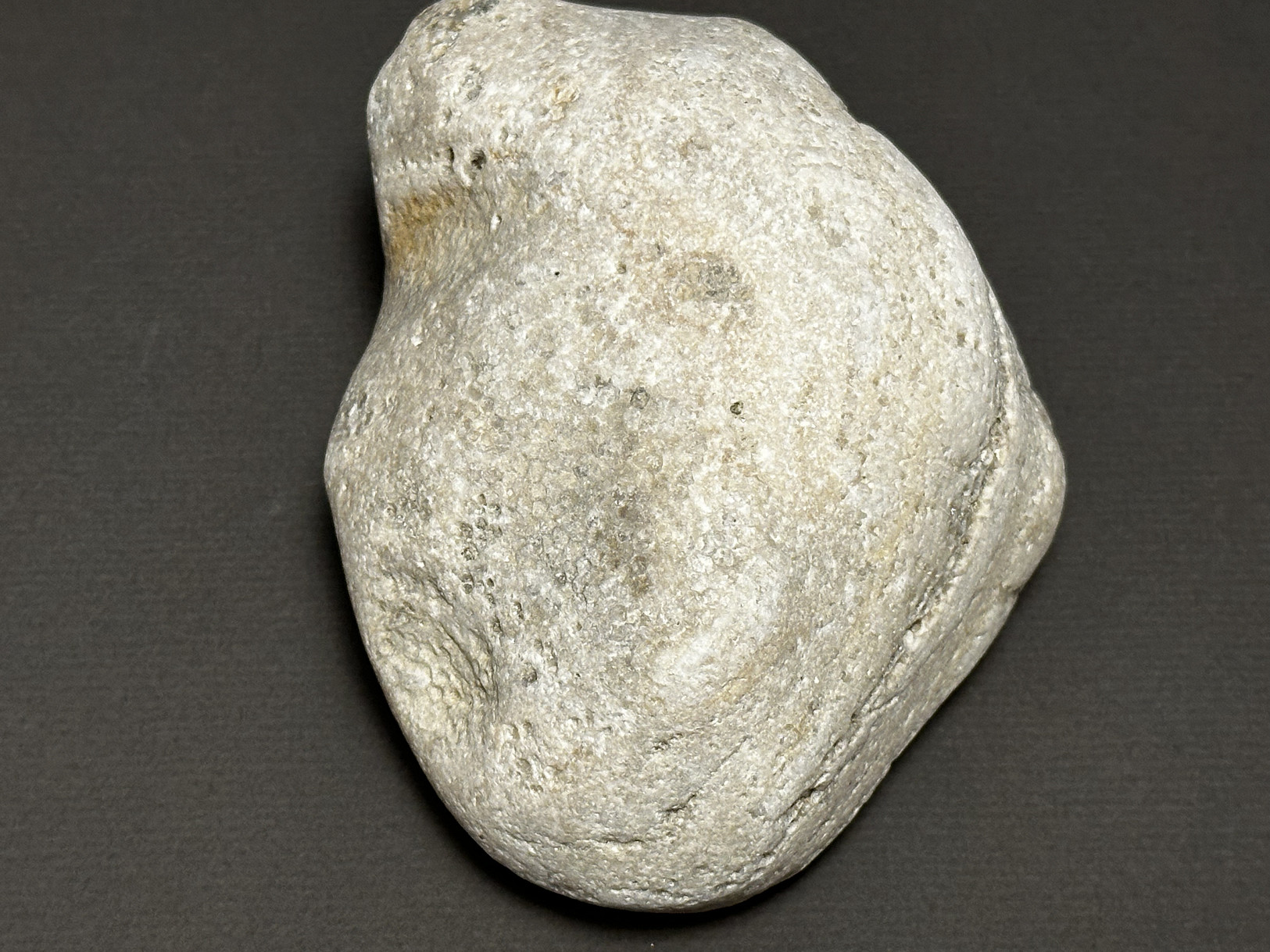 Favosites sp. specimen