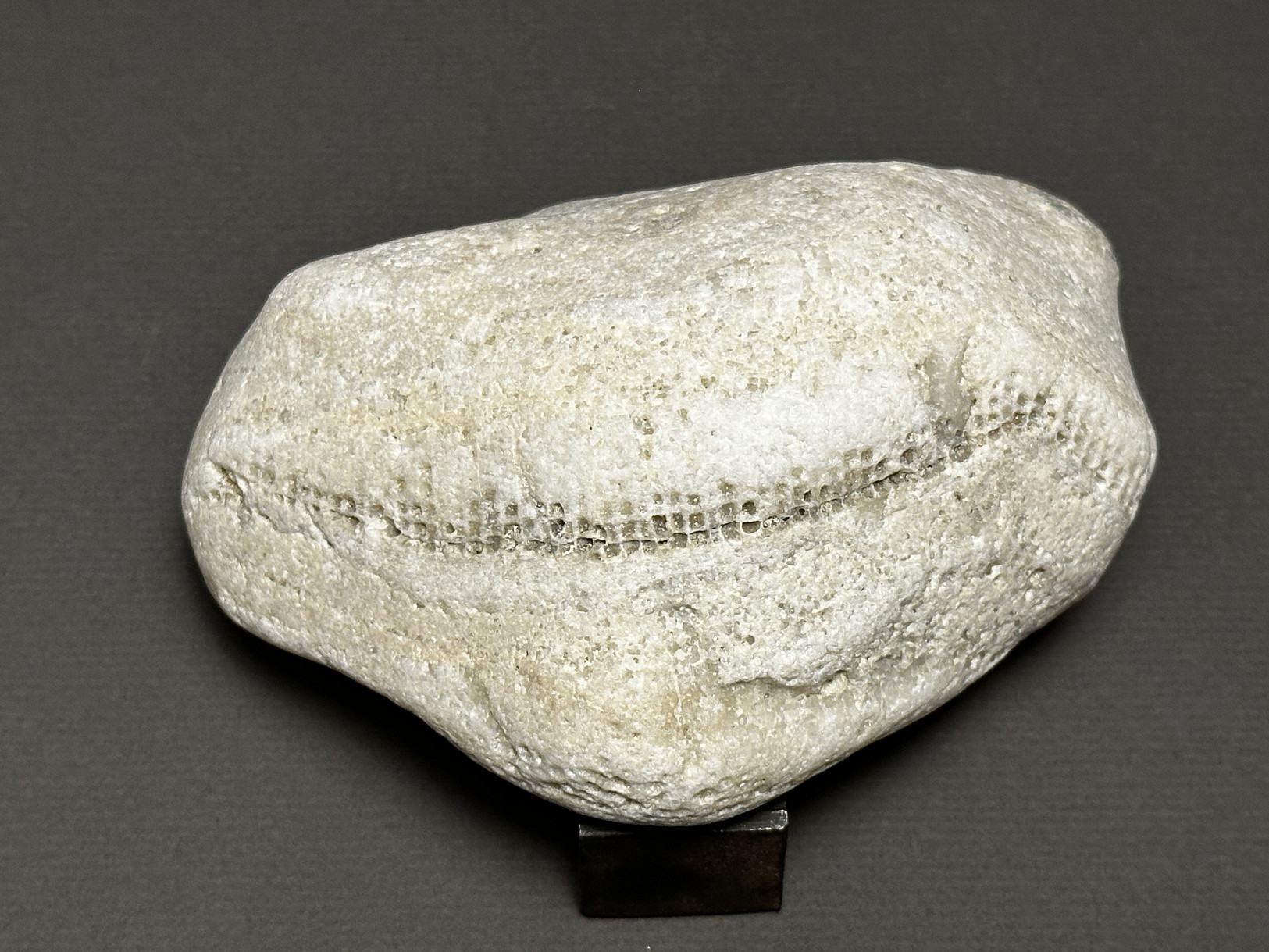Favosites sp. specimen