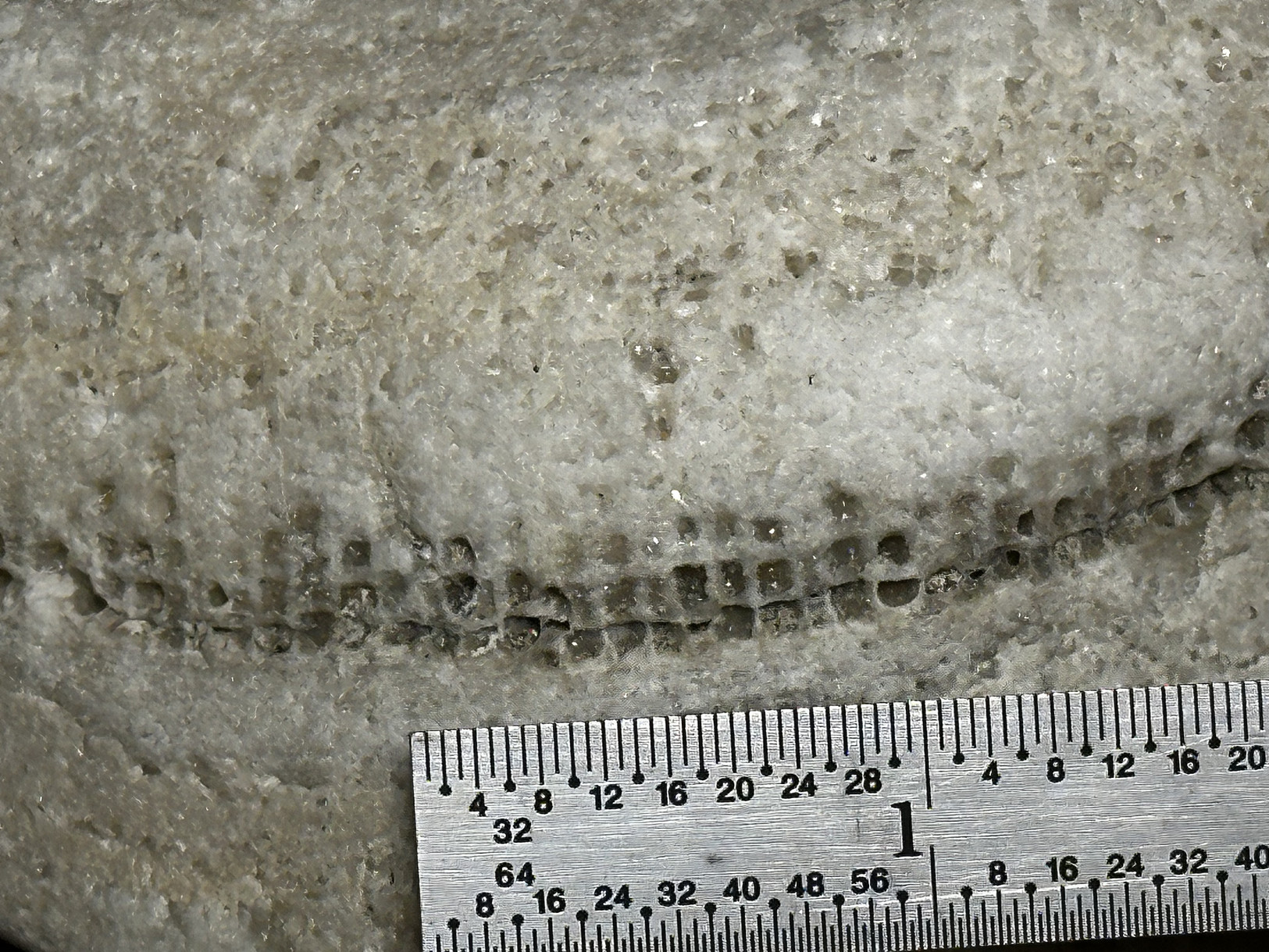 Favosites sp. specimen