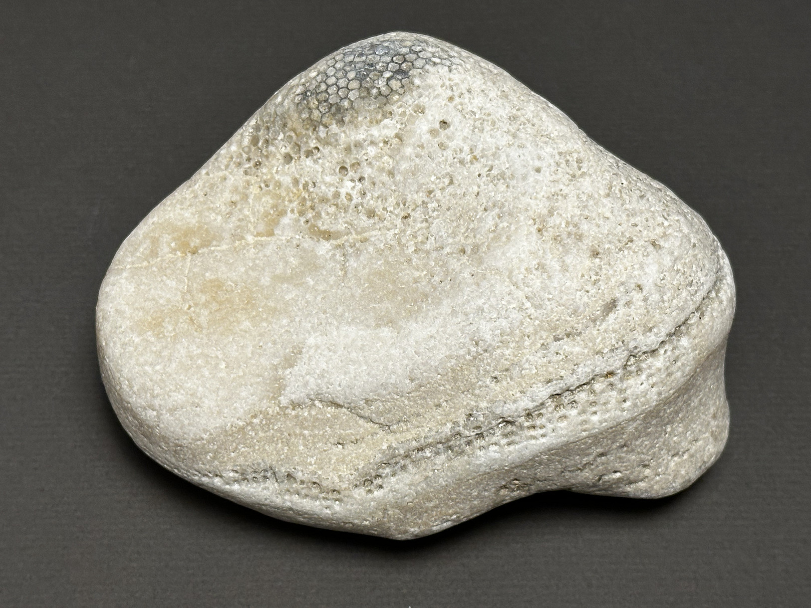 Favosites sp. specimen