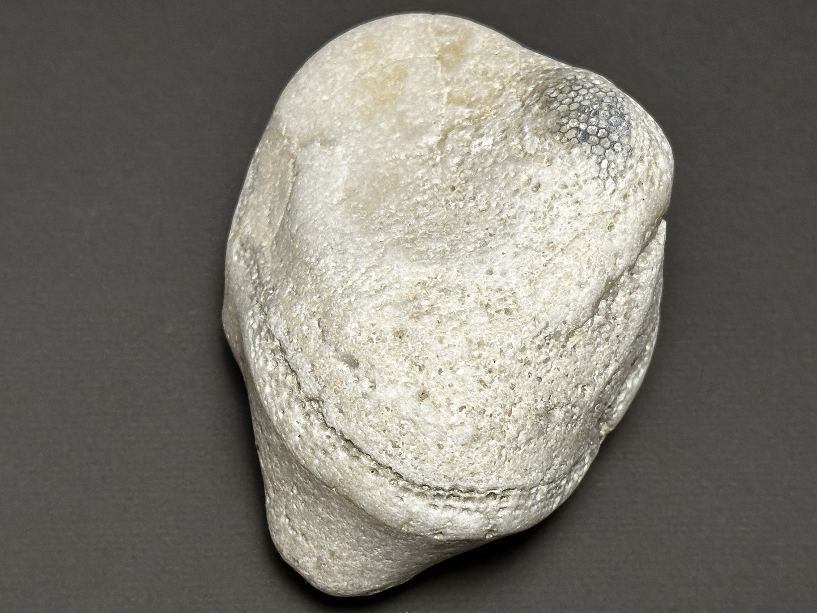 Favosites sp. specimen