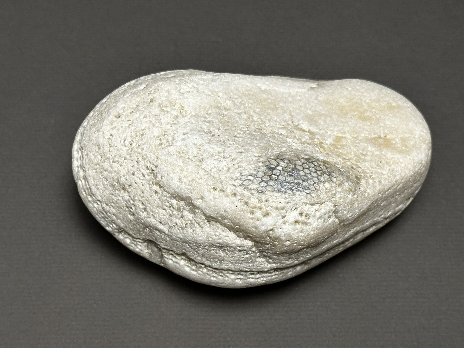 Favosites sp. specimen