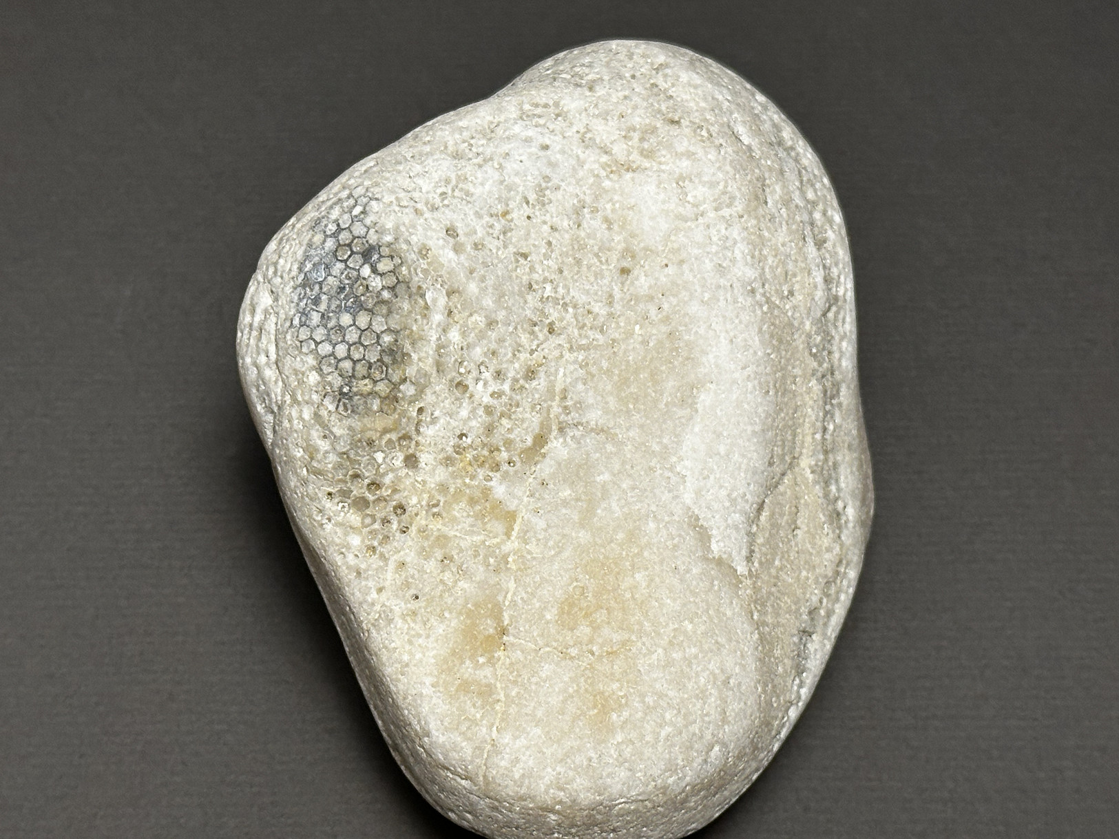 Favosites sp. specimen