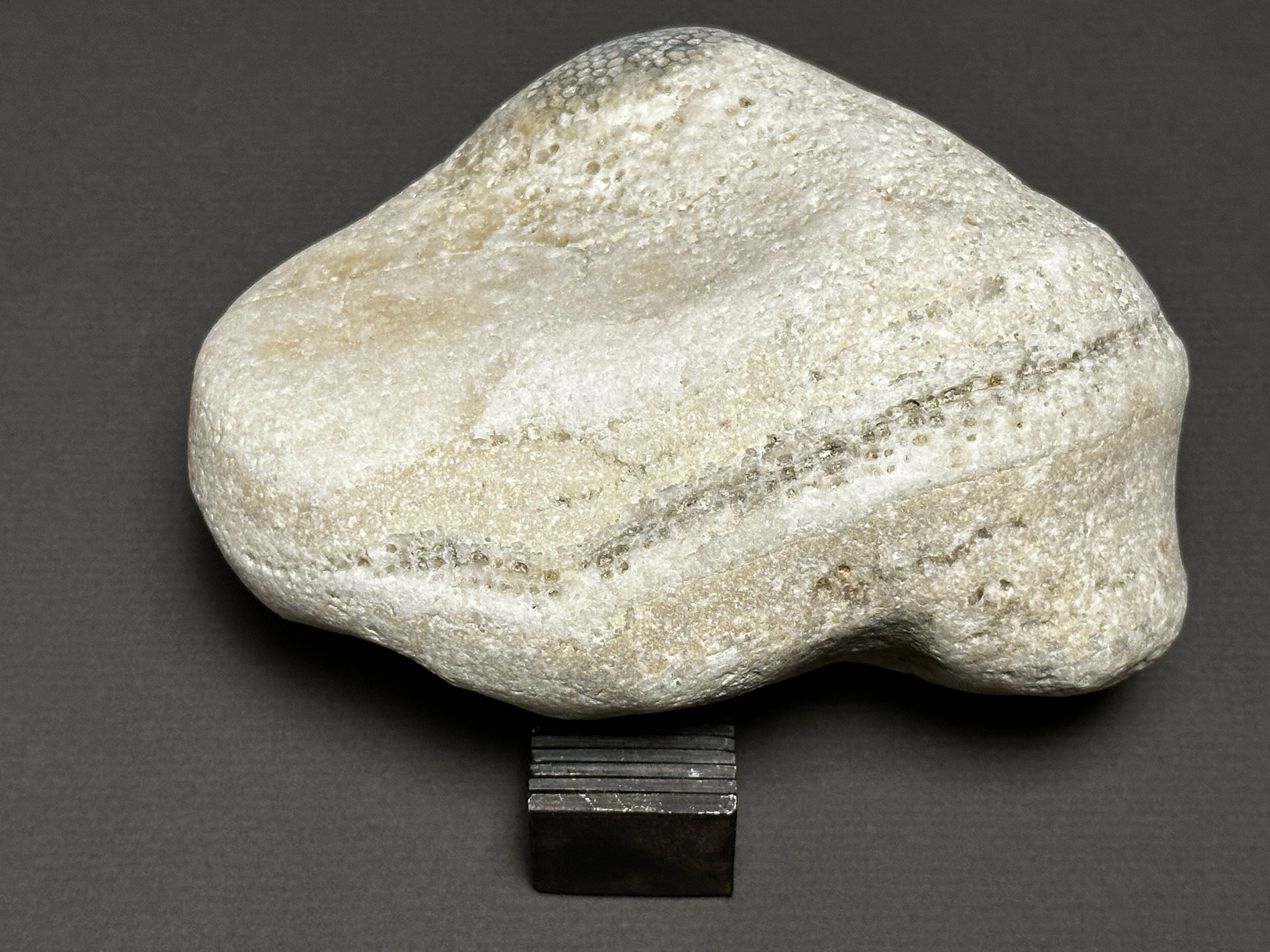 Favosites sp. specimen